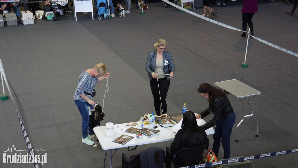 Wystawa Psów Rasowych