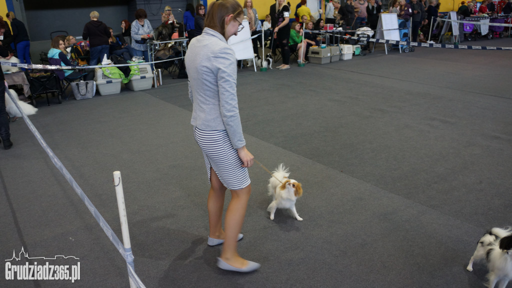 Wystawa Psów Rasowych