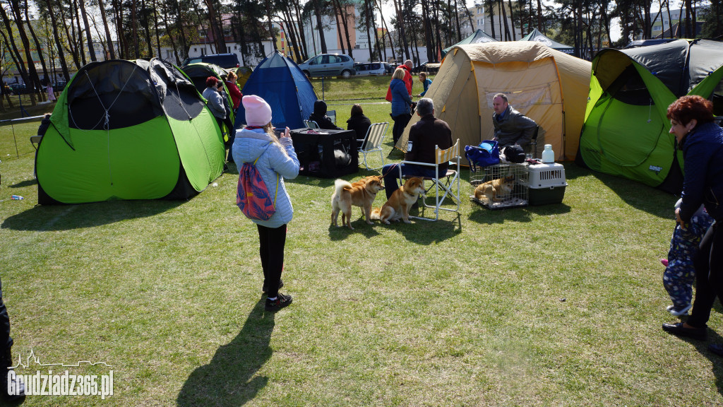 Wystawa Psów Rasowych