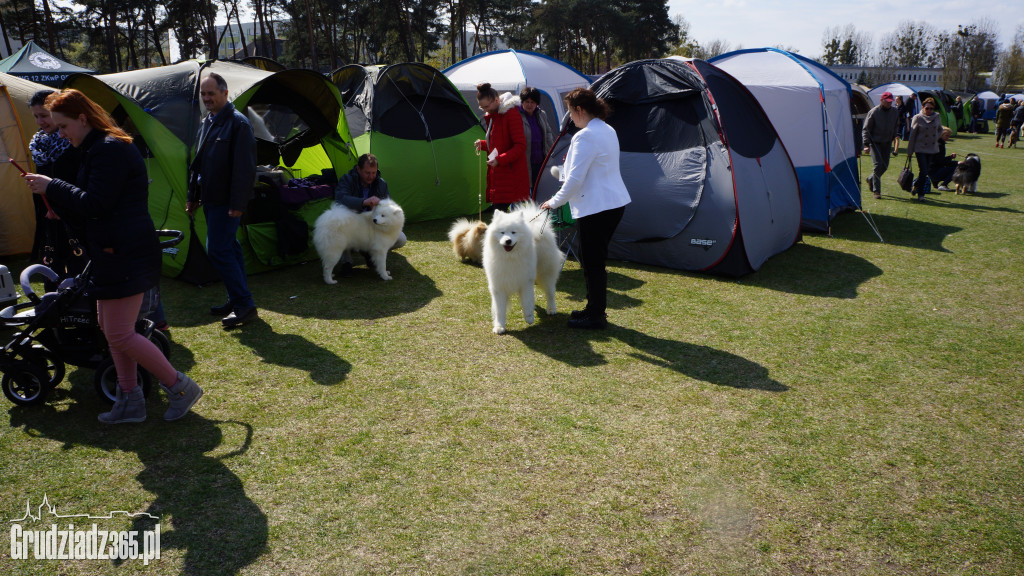 Wystawa Psów Rasowych