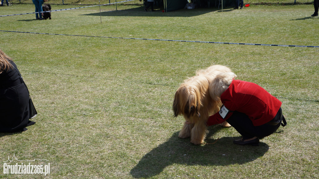 Wystawa Psów Rasowych