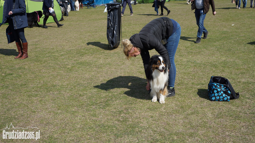 Wystawa Psów Rasowych