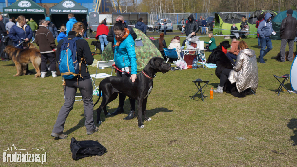 Wystawa Psów Rasowych