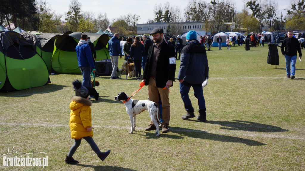 Wystawa Psów Rasowych