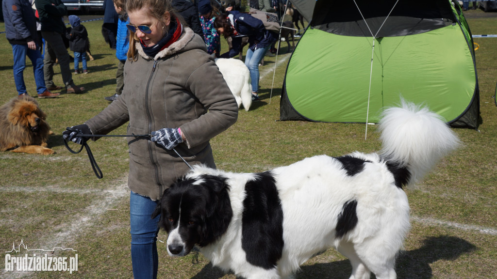 Wystawa Psów Rasowych