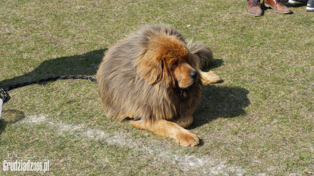 Wystawa Psów Rasowych