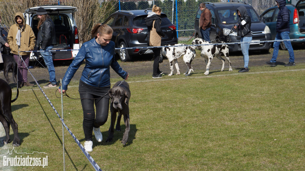 Wystawa Psów Rasowych