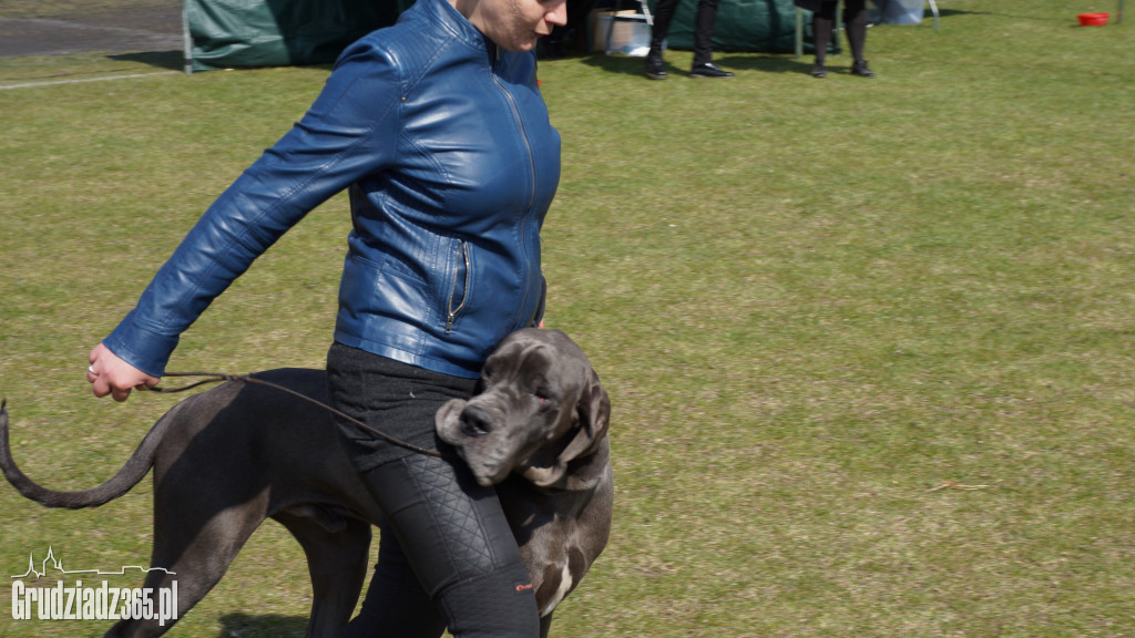 Wystawa Psów Rasowych