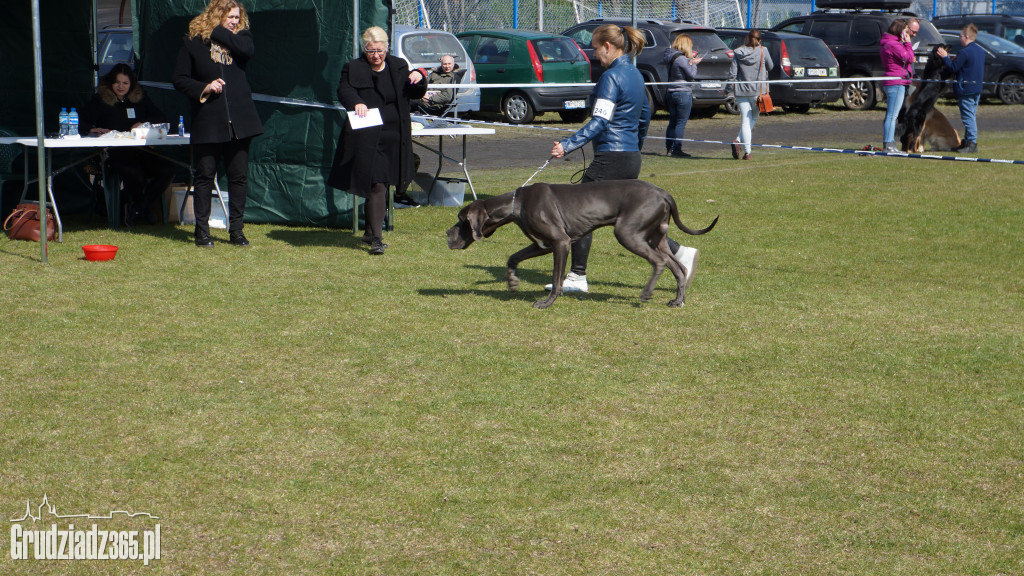 Wystawa Psów Rasowych