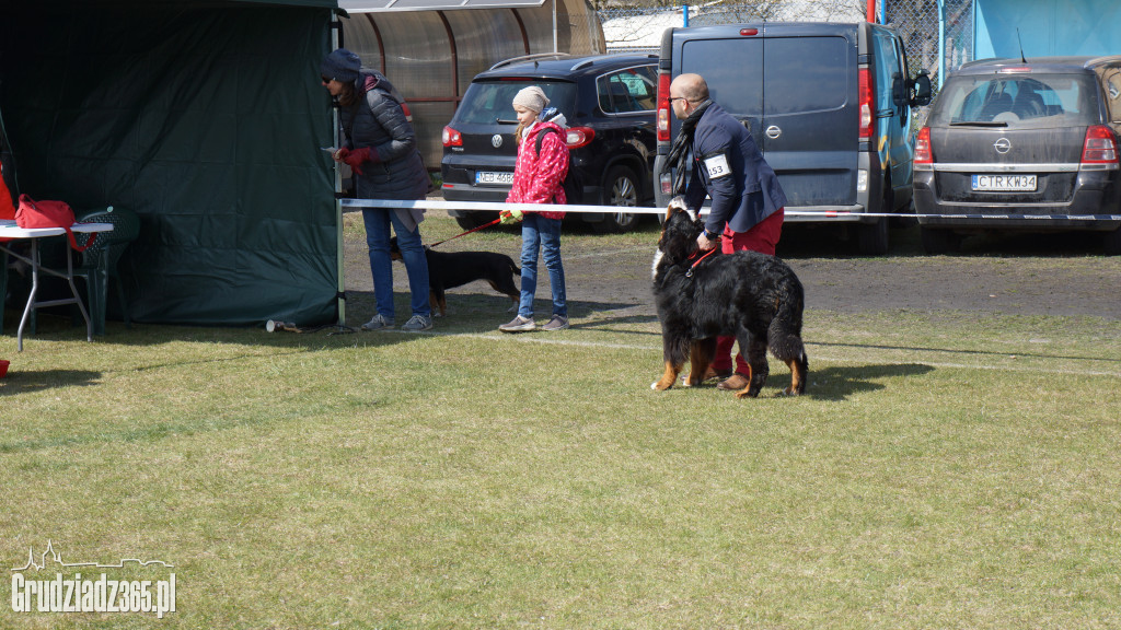 Wystawa Psów Rasowych