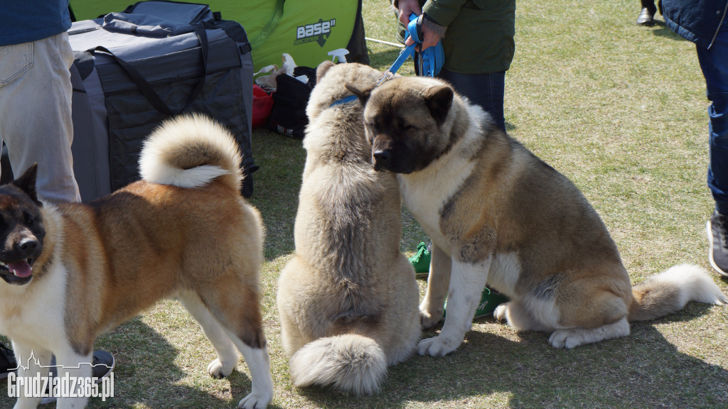 Wystawa Psów Rasowych