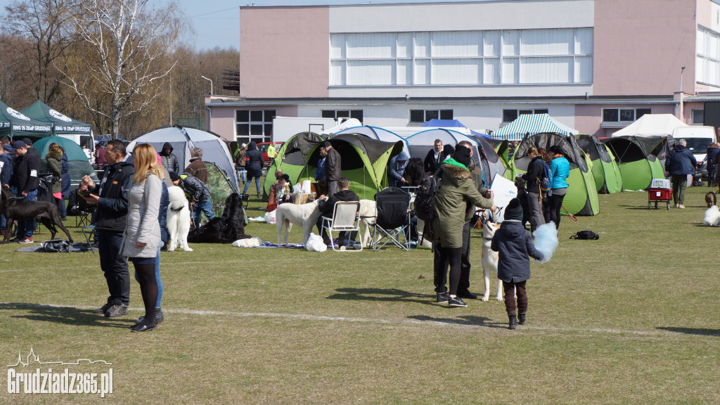 Wystawa Psów Rasowych