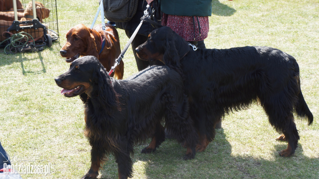 Wystawa Psów Rasowych