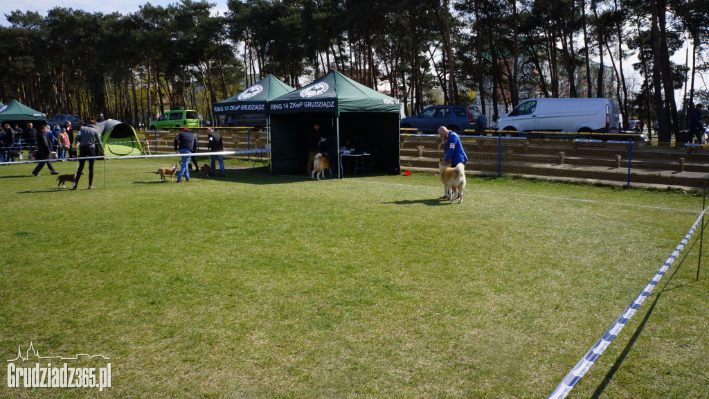 Wystawa Psów Rasowych