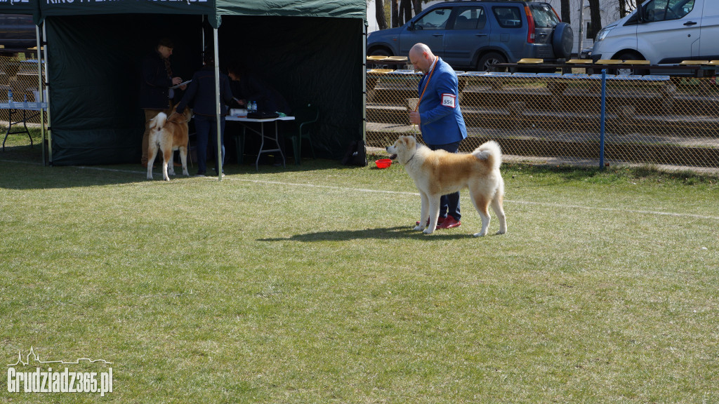 Wystawa Psów Rasowych