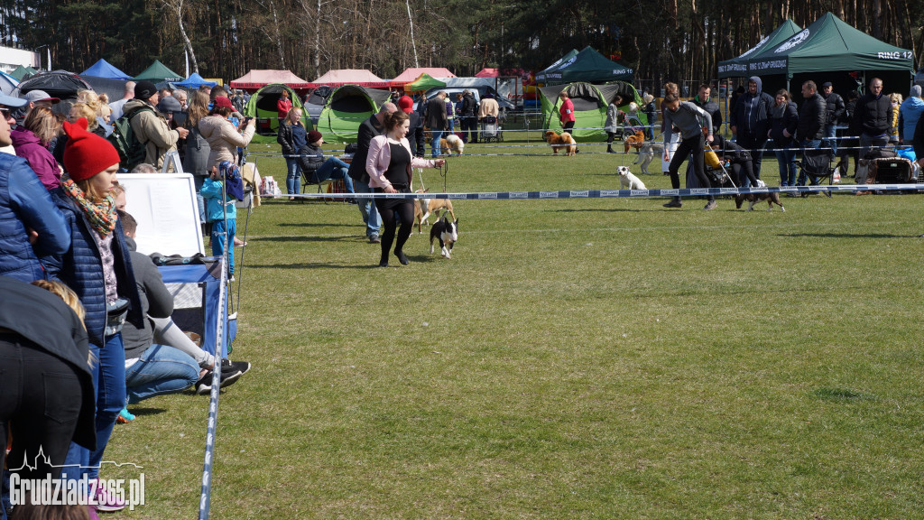 Wystawa Psów Rasowych