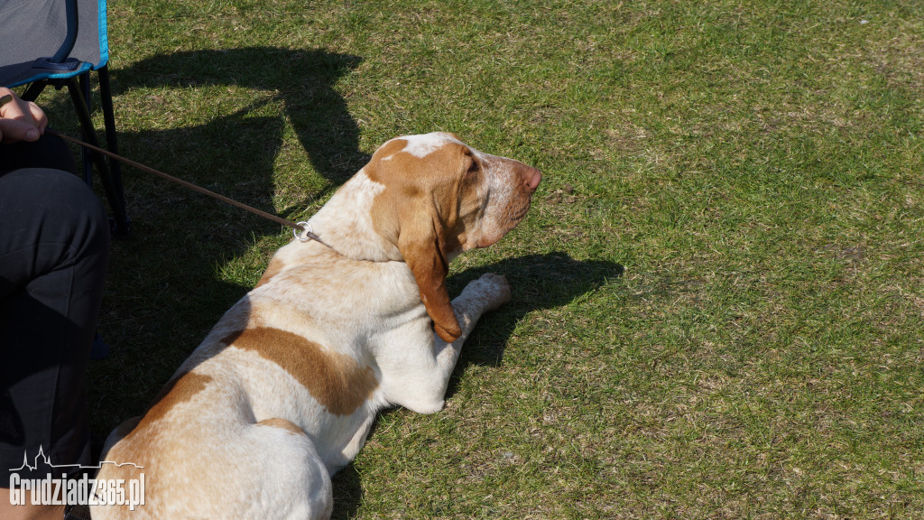 Wystawa Psów Rasowych