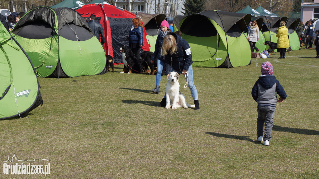 Wystawa Psów Rasowych