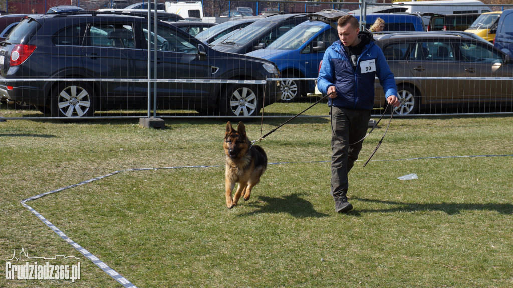 Wystawa Psów Rasowych