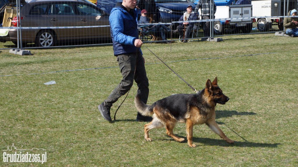 Wystawa Psów Rasowych