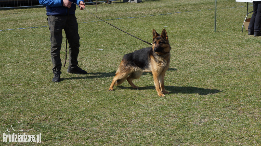 Wystawa Psów Rasowych