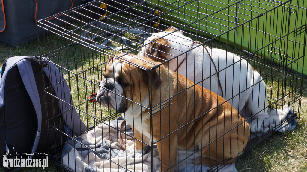 Wystawa Psów Rasowych