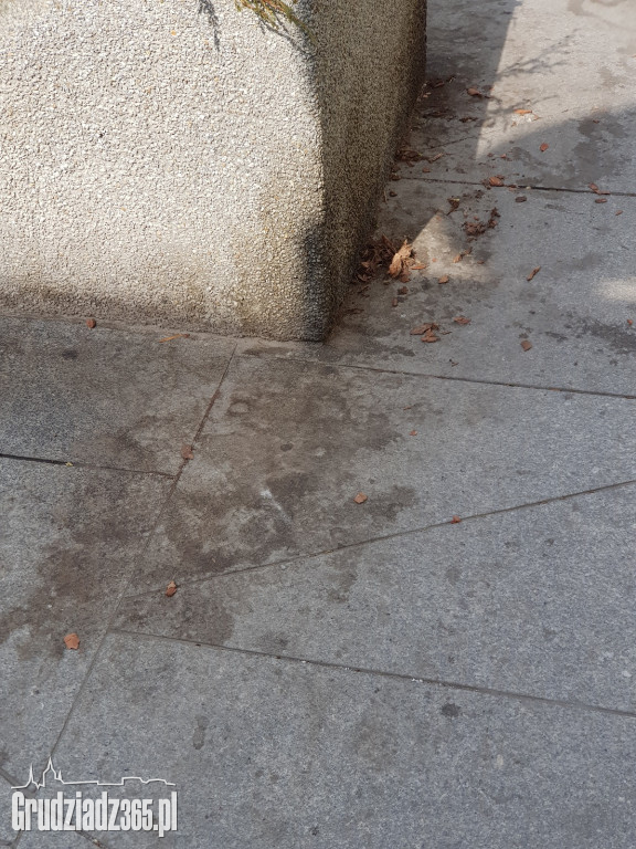 Brudne chodniki w Grudziądzu