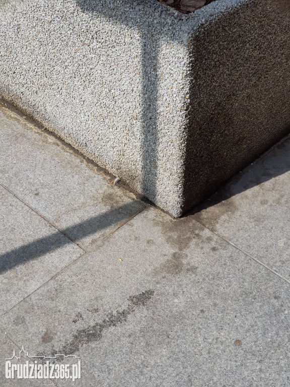 Brudne chodniki w Grudziądzu