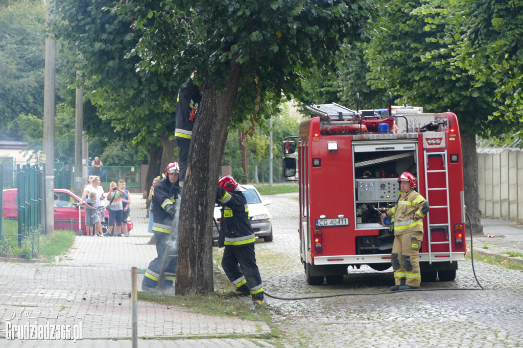 Pożar drzewa przy ulicy Słowackiego