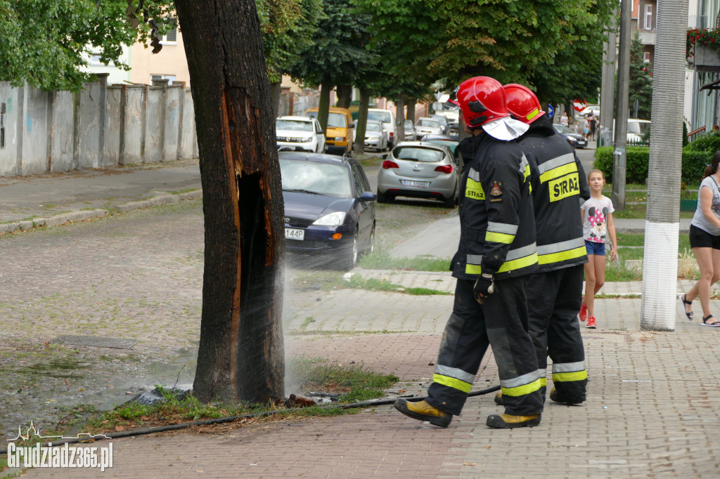 Pożar drzewa przy ulicy Słowackiego
