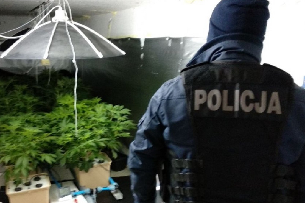 Plantacja marihuany zlikwidowana w Grudziądzu
