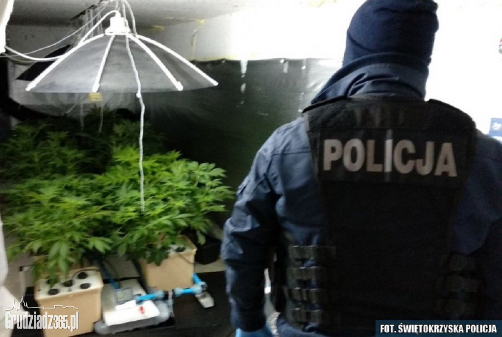 Plantacja marihuany zlikwidowana w Grudziądzu
