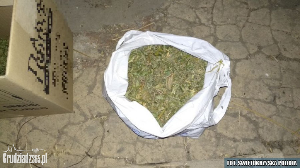 Plantacja marihuany zlikwidowana w Grudziądzu