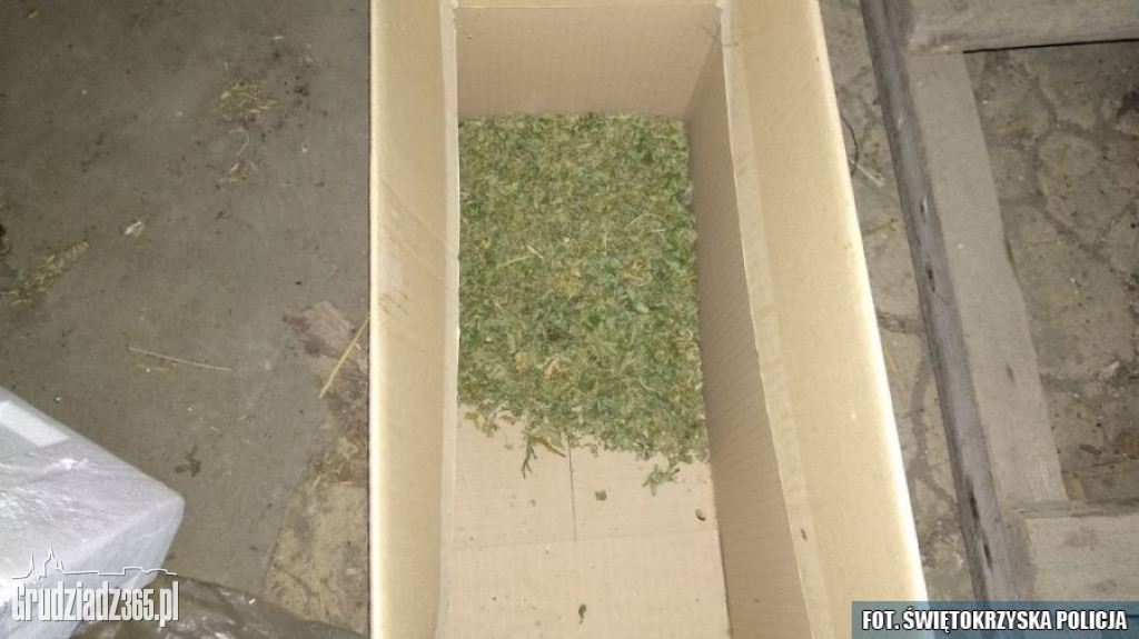 Plantacja marihuany zlikwidowana w Grudziądzu
