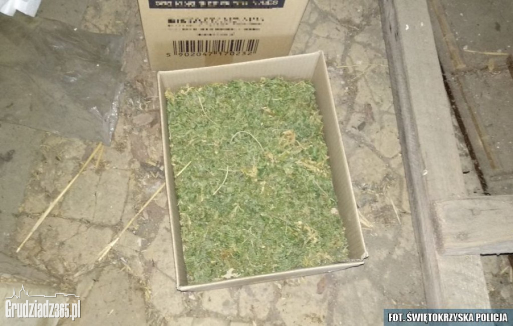 Plantacja marihuany zlikwidowana w Grudziądzu