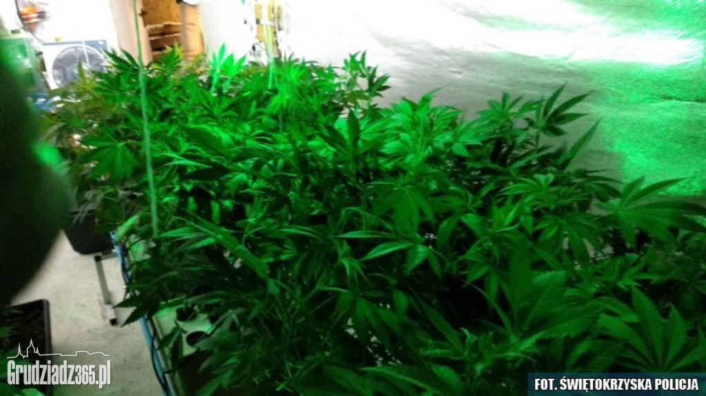 Plantacja marihuany zlikwidowana w Grudziądzu