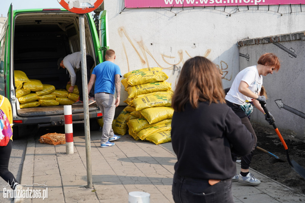 Nasadzenia bylin i kwiatów w ramach projektu Inicjatywy Lokalnej Grudziądz