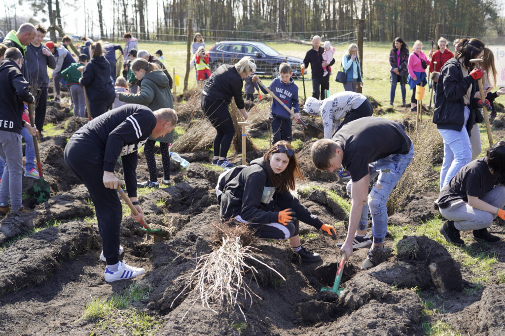 Grudziądzanie sadzili las