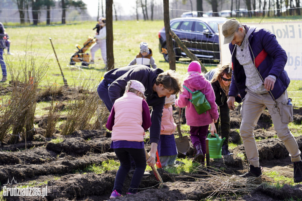 Grudziądzanie sadzili las