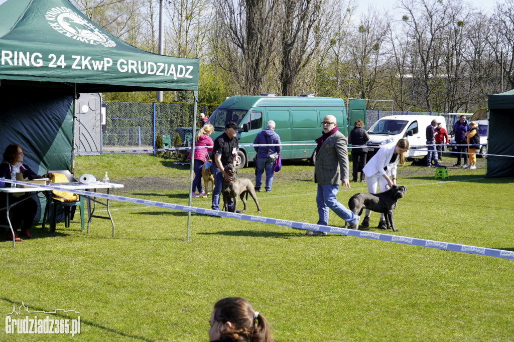 Wystawa psów rasowych na KS Stal Grudziądz