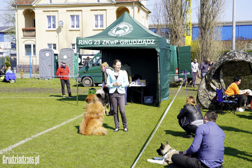 Wystawa psów rasowych na KS Stal Grudziądz