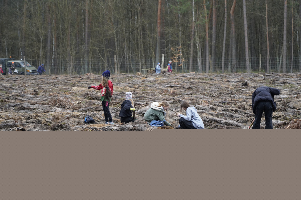 Grudziądzanie sadzili las