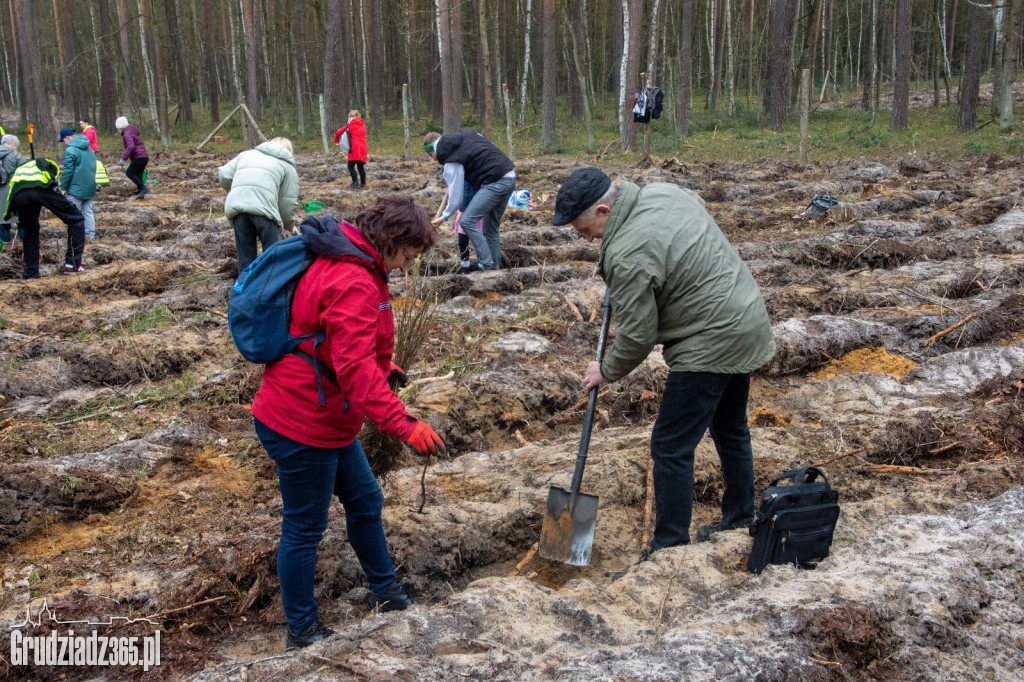 Grudziądzanie sadzili las