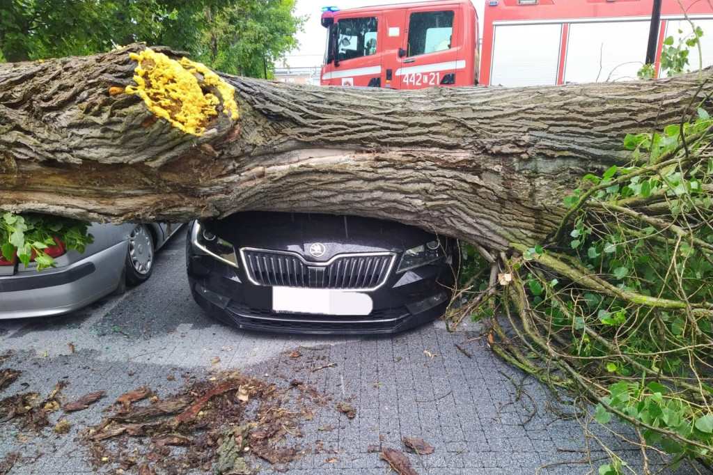 Złamane drzewo zniszczyło kilka pojazdów na parkingu w Grudziądzu