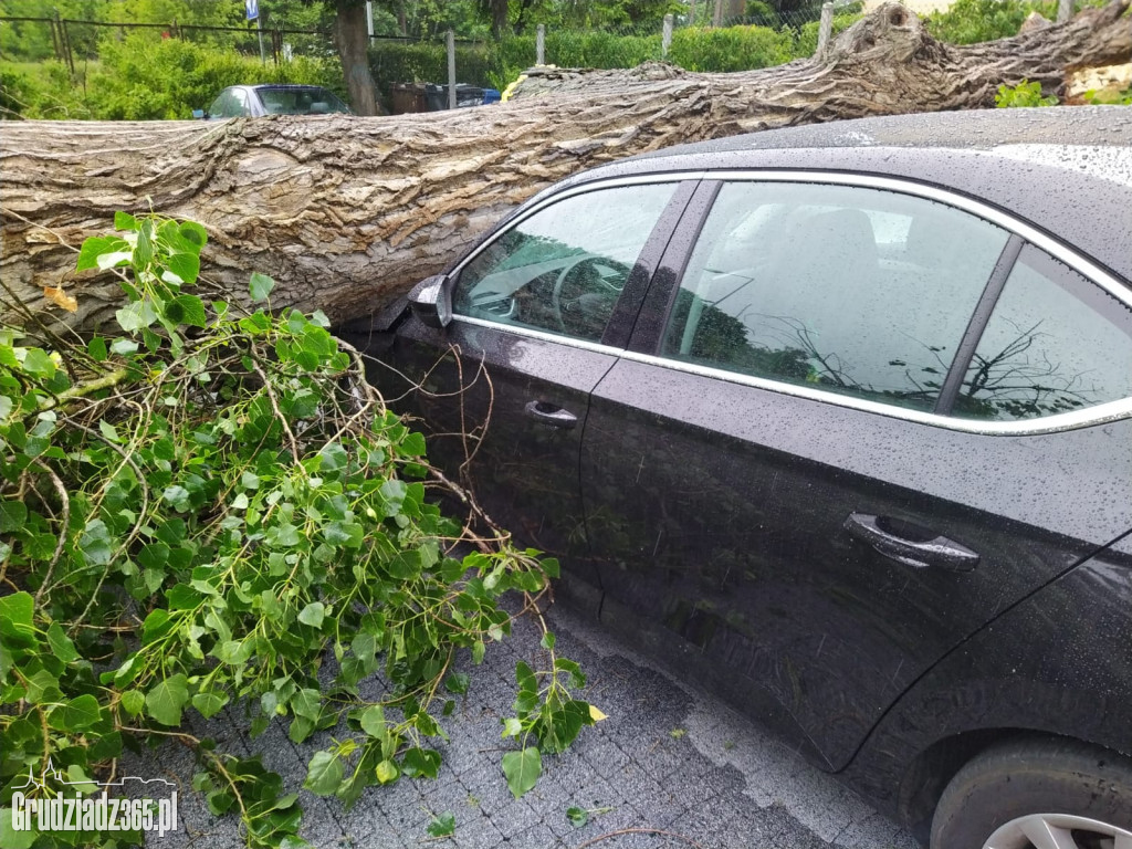 Złamane drzewo zniszczyło kilka pojazdów na parkingu w Grudziądzu