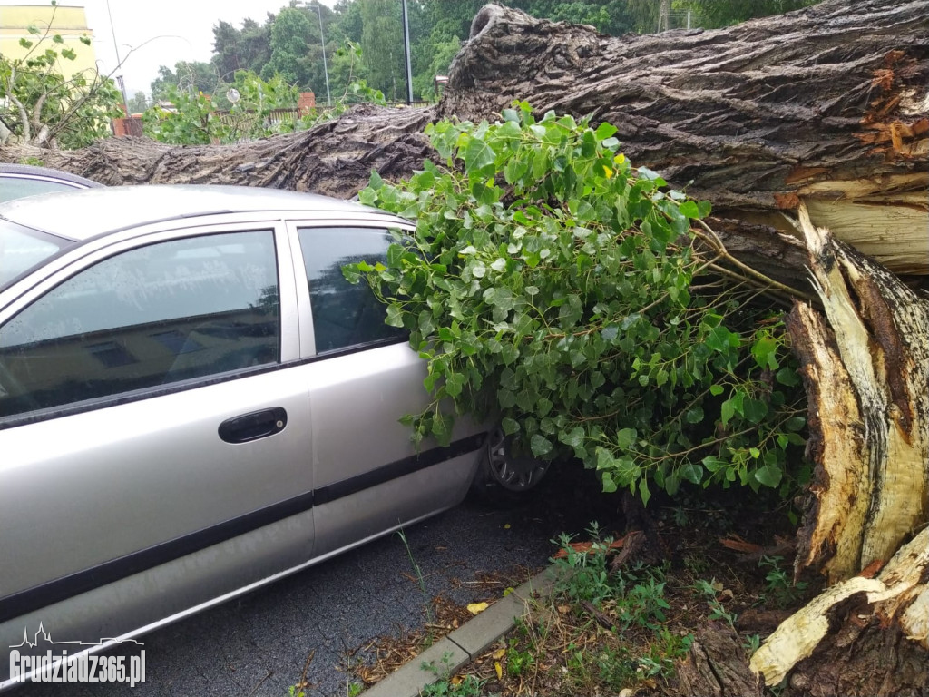 Złamane drzewo zniszczyło kilka pojazdów na parkingu w Grudziądzu