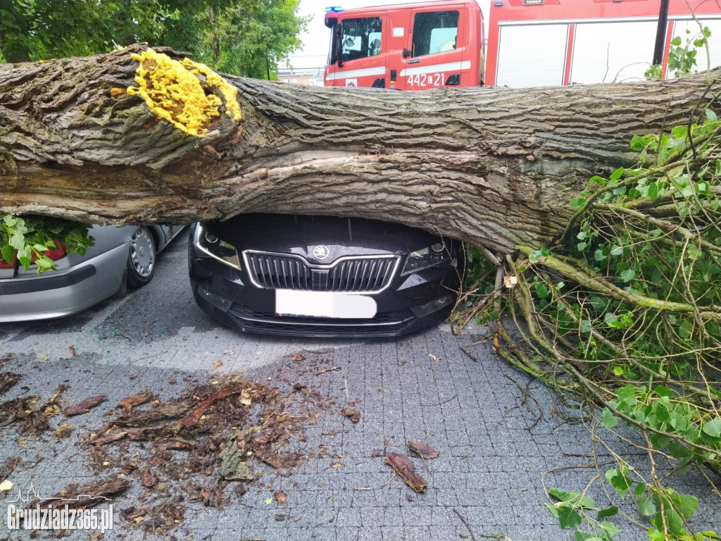 Złamane drzewo zniszczyło kilka pojazdów na parkingu w Grudziądzu