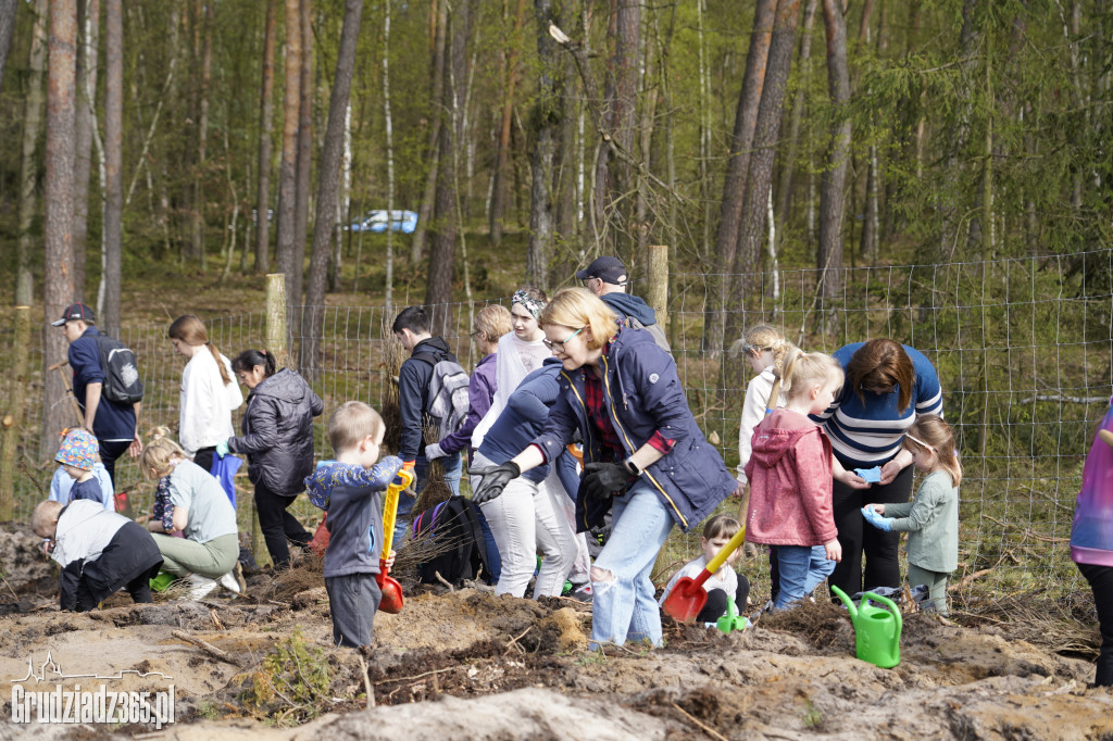 Grudziądzanie sadzą las