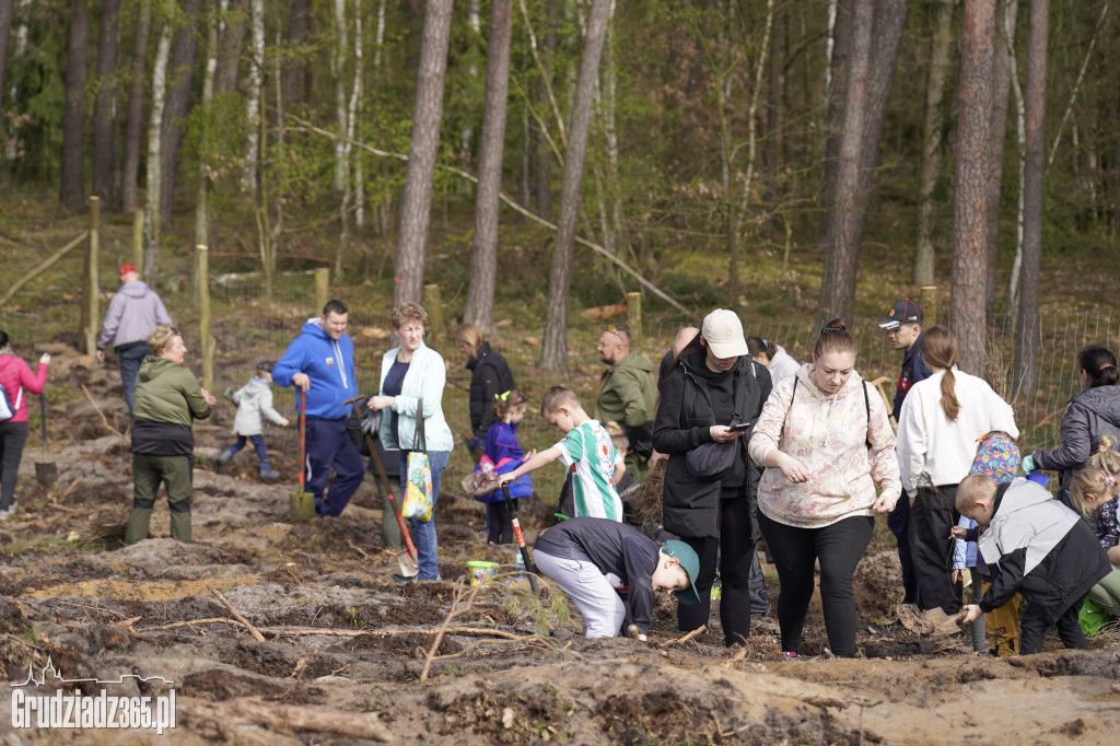 Grudziądzanie sadzą las