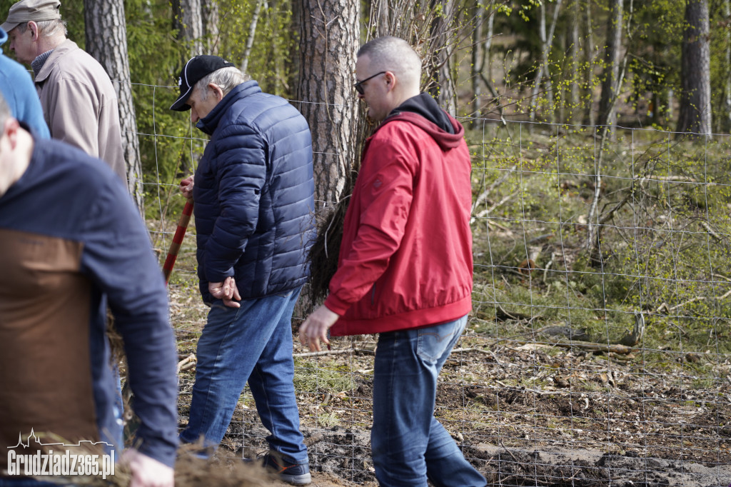 Grudziądzanie sadzą las